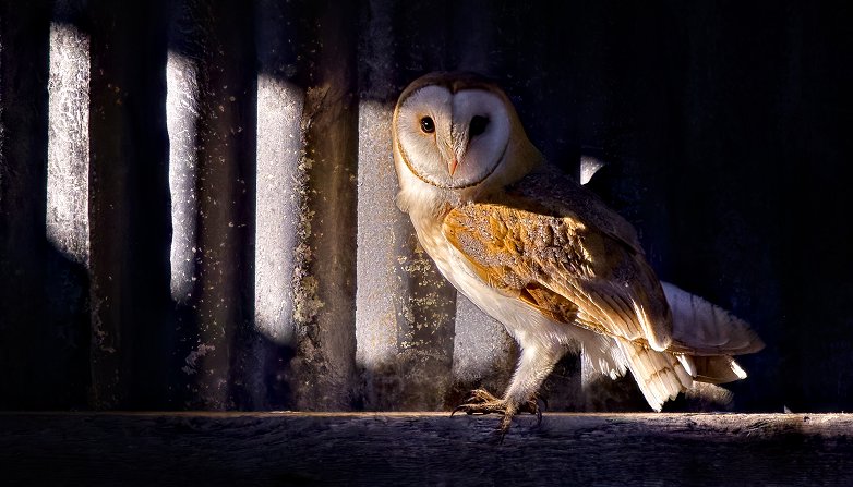 Night Owl by Barry Thomas